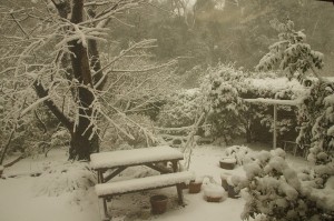 2月8日降雪中